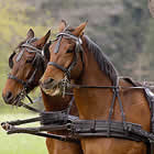Pair of Hitched Horses